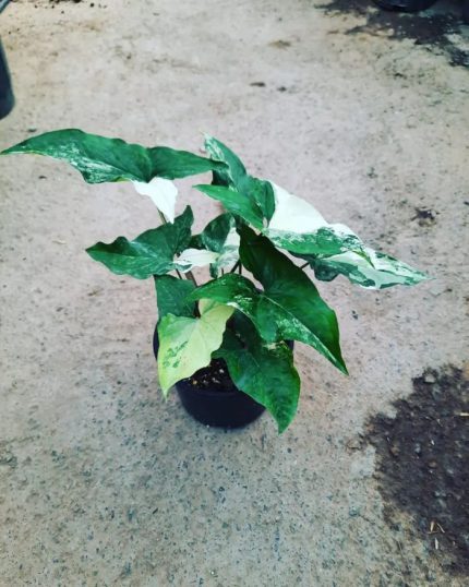 سینگونیوم ابلق