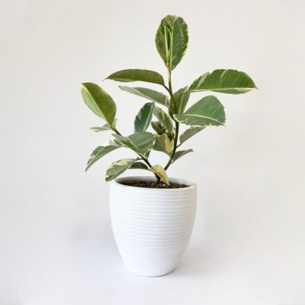 فیکوس ابلق
