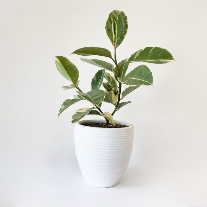 فیکوس ابلق