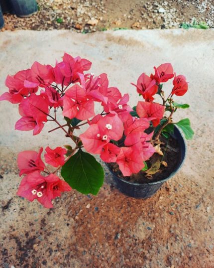 گل کاغذی