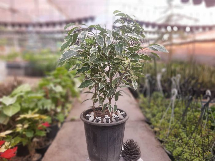 گیاه بنجامین
