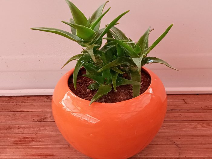 گیاه شاخ بزی
