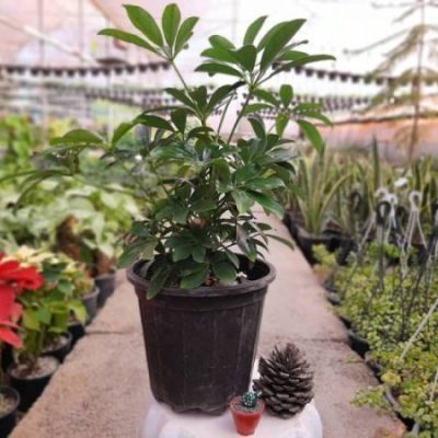 گیاه شفلرا