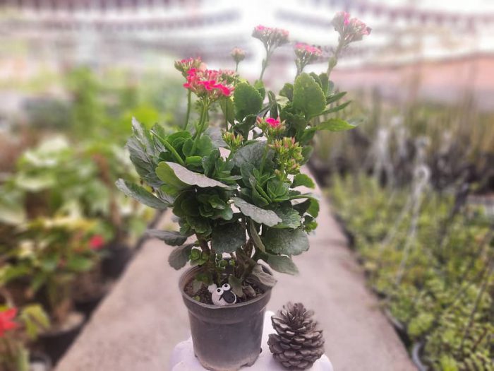 گیاه کالانکوئه