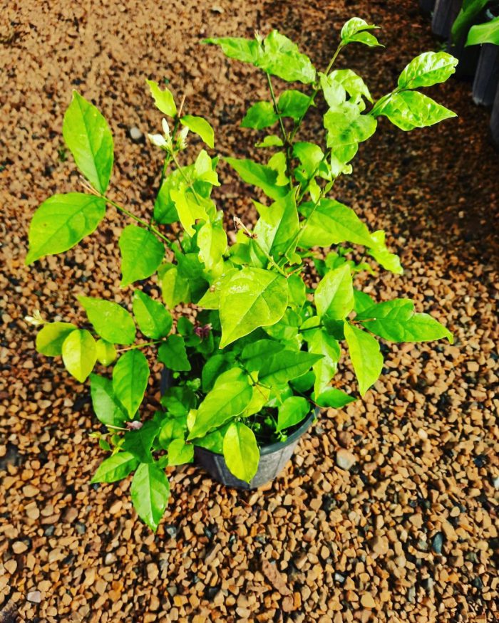 یاس ر ازقی