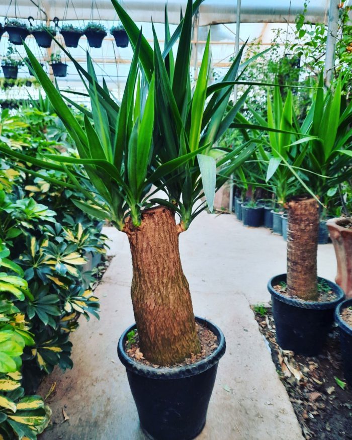 یوکا تنه دار