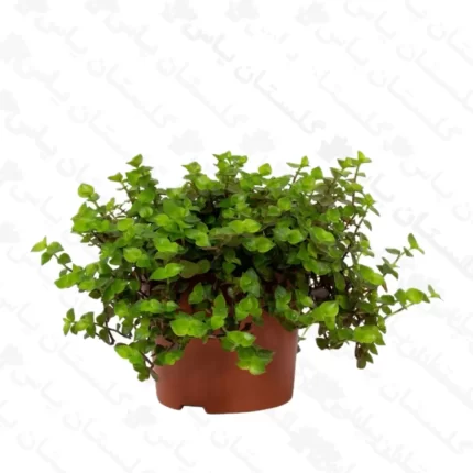 چمن عروس - مجتمع تولیدی گل و گیاه گلستان یاس