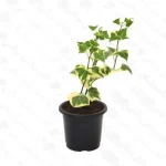پاپیتال ژله ای - مجتمع تولیدی گل و گیاه گلستان یاس