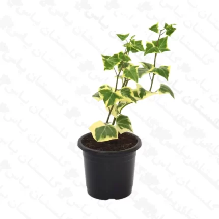 پاپیتال ژله ای - مجتمع تولیدی گل و گیاه گلستان یاس