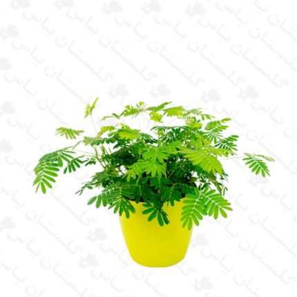 گل قهر - مجتمع تولیدی گل و گیاه گلستان یاس
