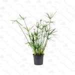 نخل مرداب - مجتمع تولیدی گل و گیاه گلستان یاس