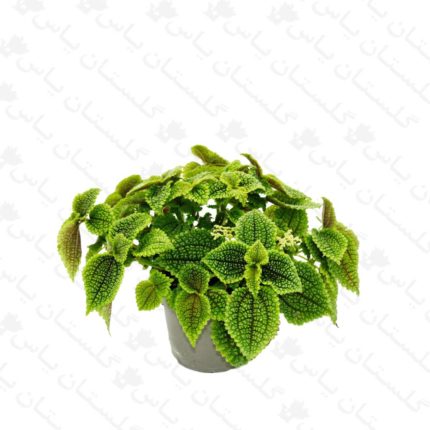 پیله آ حوله ای - مجتمع تولیدی گل و گیاه گلستان یاس