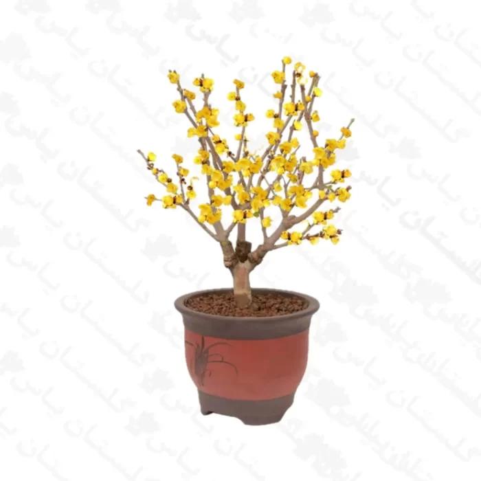 گل یخ (درختچه ای ) - مجتمع تولیدی گل و گیاه گلستان یاس