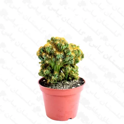 کاکتوس صخره ای - مجتمع تولیدی گل و گیاه گلستان یاس