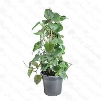 اسکاندیس سبز چماقی - مجتمع تولیدی گل و گیاه گلستان یاس