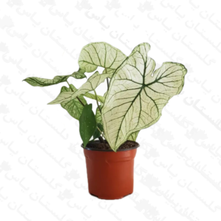 قیمت و خرید عمده گل کالادیوم مینیاتوری در مجموعه گلستان یاس