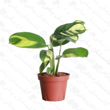 خرید عمده مارانتا ابلق - مجتمع تولیدی گل و گیاه گلستان یاس