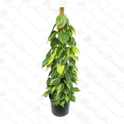 اسکاندیس ابلق چماقی - مجتمع تولیدی گل و گیاه گلستان یاس