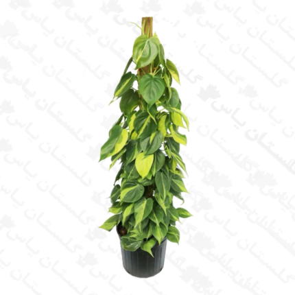 اسکاندیس ابلق چماقی - مجتمع تولیدی گل و گیاه گلستان یاس