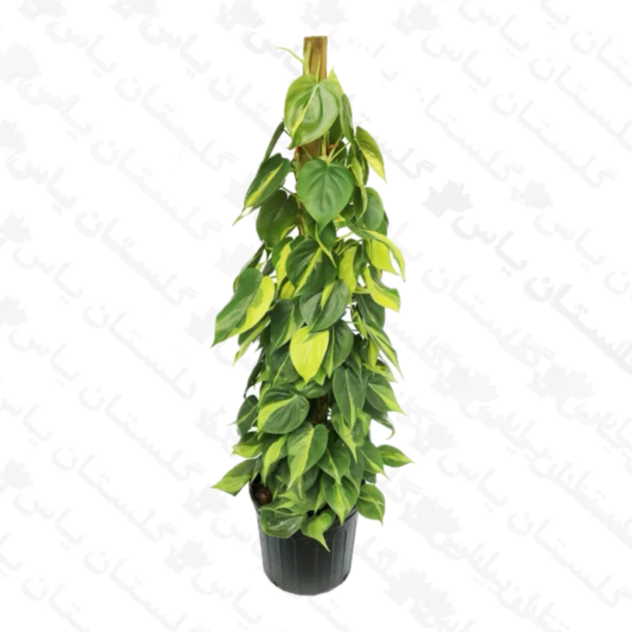 اسکاندیس ابلق چماقی - مجتمع تولیدی گل و گیاه گلستان یاس