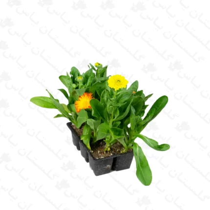 نشاء همیشه بهار جعبه ای - مجتمع تولیدی گل و گیاه گلستان یاس