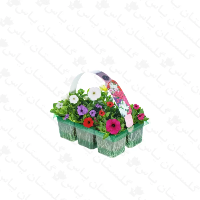 نشاء اطلسی جعبه ای - مجتمع تولیدی گل و گیاه گلستان یاس