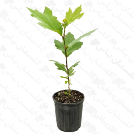 نهال چنار - مجتمع تولیدی گل و گیاه گلستان یاس