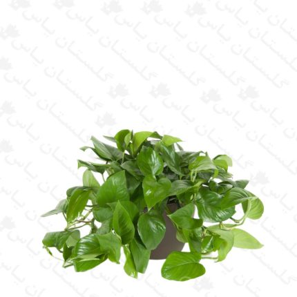 خرید عمده پتوس سبز - مجتمع تولیدی گل و گیاه گلستان یاس