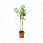 خرید عمده برهان گلی - مجتمع تولیدی گل و گیاه گلستان یاس
