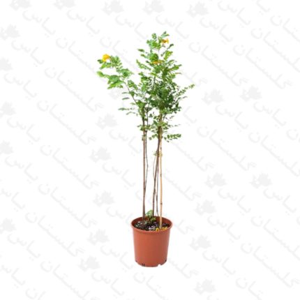 خرید عمده برهان گلی - مجتمع تولیدی گل و گیاه گلستان یاس