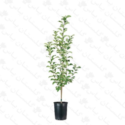 خرید عمده نهال گلابی - مجتمع تولیدی گل و گیاه گلستان یاس