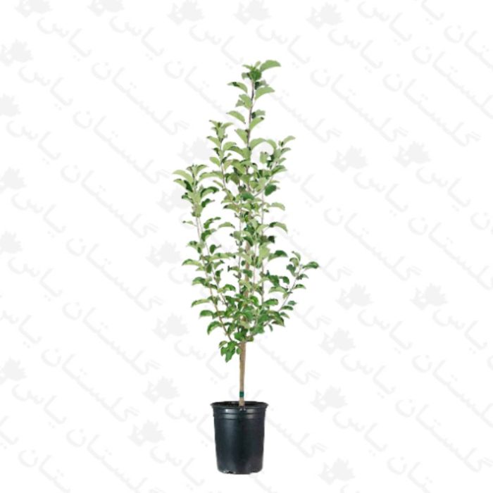 خرید عمده نهال گلابی - مجتمع تولیدی گل و گیاه گلستان یاس