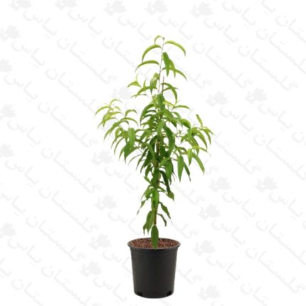 خرید عمده نهال گیلاس - مجتمع تولیدی گل و گیاه گلستان یاس