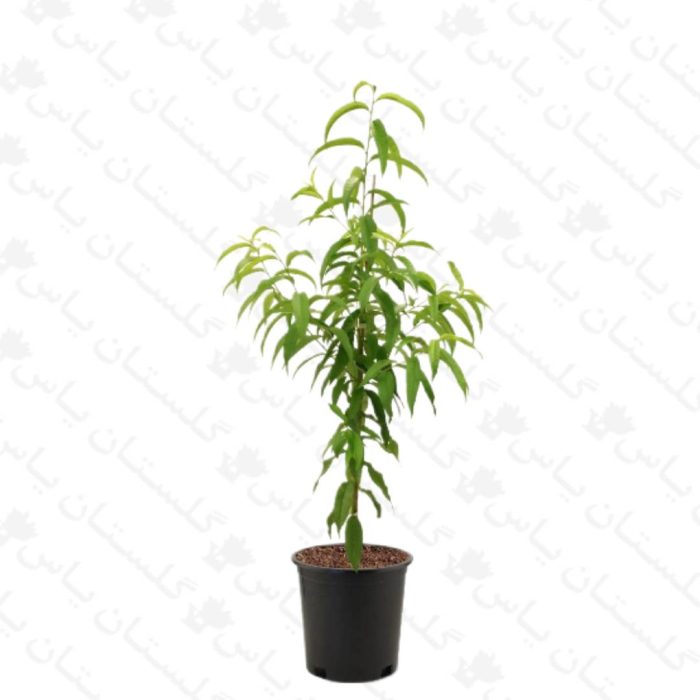 خرید عمده نهال گیلاس - مجتمع تولیدی گل و گیاه گلستان یاس