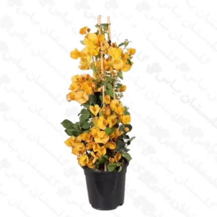 خرید عمده گل کاغذی زرد - مجتمع تولیدی گل و گیاه گلستان یاس
