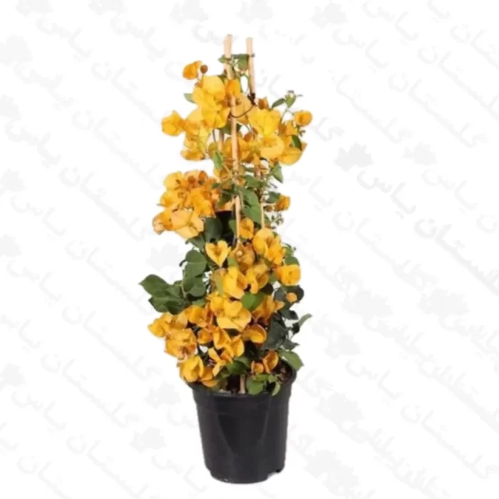 خرید عمده گل کاغذی زرد - مجتمع تولیدی گل و گیاه گلستان یاس
