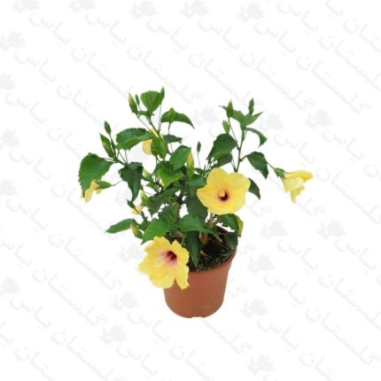 خرید عمده ختمی ژاپنی زرد - مجتمع تولیدی گل و گیاه گلستان یاس