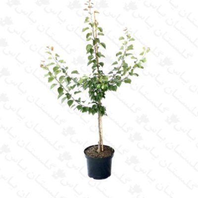 خرید عمده نهال زردآلو - مجتمع تولیدی گل و گیاه گلستان یاس