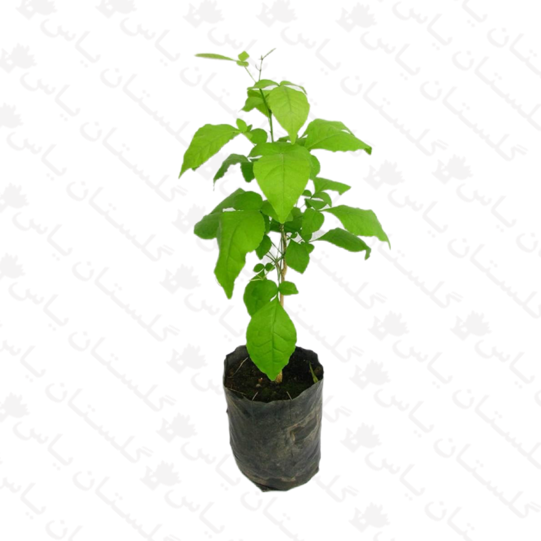خرید عمده نهال به ژاپنی - مجتمع تولیدی گل و گیاه گلستان یاس