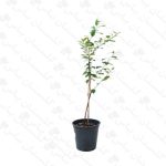 خریدنهال لیمو شیرین - مجتمع تولیدی گل و گیاه گلستان یاس