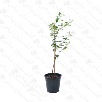 خریدنهال لیمو شیرین - مجتمع تولیدی گل و گیاه گلستان یاس