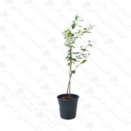 خریدنهال لیمو شیرین - مجتمع تولیدی گل و گیاه گلستان یاس