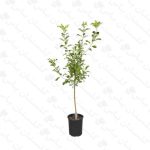خرید عمده نهال سیب قرمز - مجتمع تولیدی گل و گیاه گلستان یاس