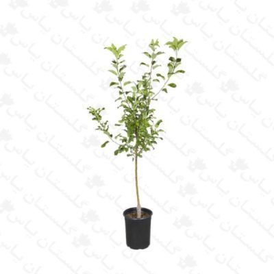 خرید عمده نهال سیب قرمز - مجتمع تولیدی گل و گیاه گلستان یاس