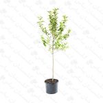 نهال سیب گلاب - مجتمع تولیدی گل و گیاه گلستان یاس