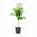 خرید عمده نهال هلو - مجتمع تولیدی گل و گیاه گلستان یاس