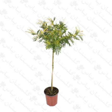 خرید عمده نهال اقاقیا - مجتمع تولیدی گل و گیاه گلستان یاس