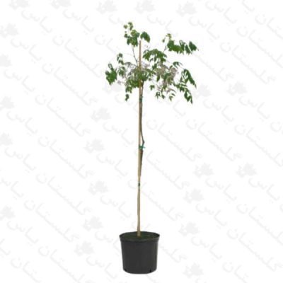 خرید عمده نهال زیتون تلخ - مجتمع تولیدی گل و گیاه گلستان یاس