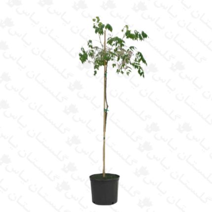 خرید عمده نهال زیتون تلخ - مجتمع تولیدی گل و گیاه گلستان یاس