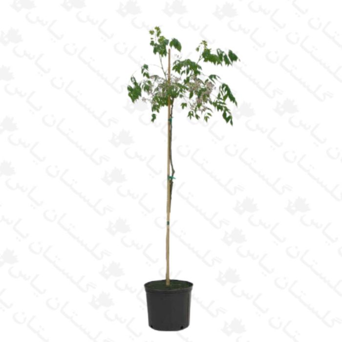 خرید عمده نهال زیتون تلخ - مجتمع تولیدی گل و گیاه گلستان یاس
